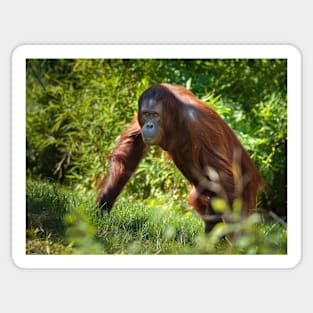 Orangutan in the forest Sticker